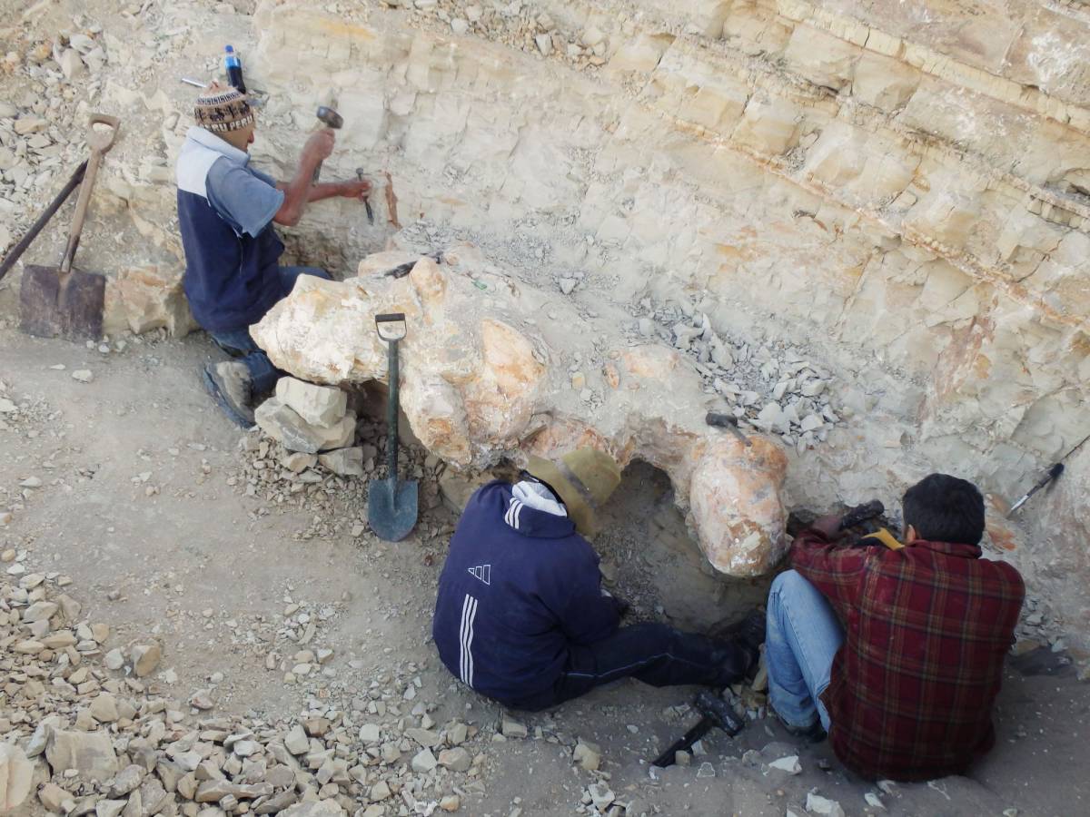 En una foto proporcionada por Alberto Gennari, se muestra una excavación de los fósiles de Perucetus en la provincia de Ica, Perú.