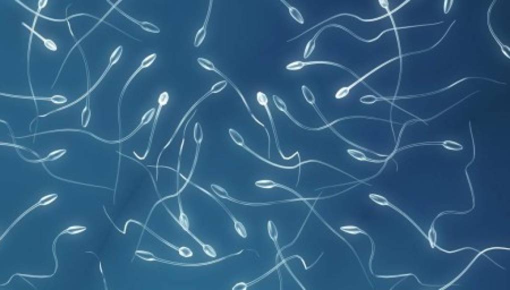 Los espermatozoides nadan más rápido sobre una superficie