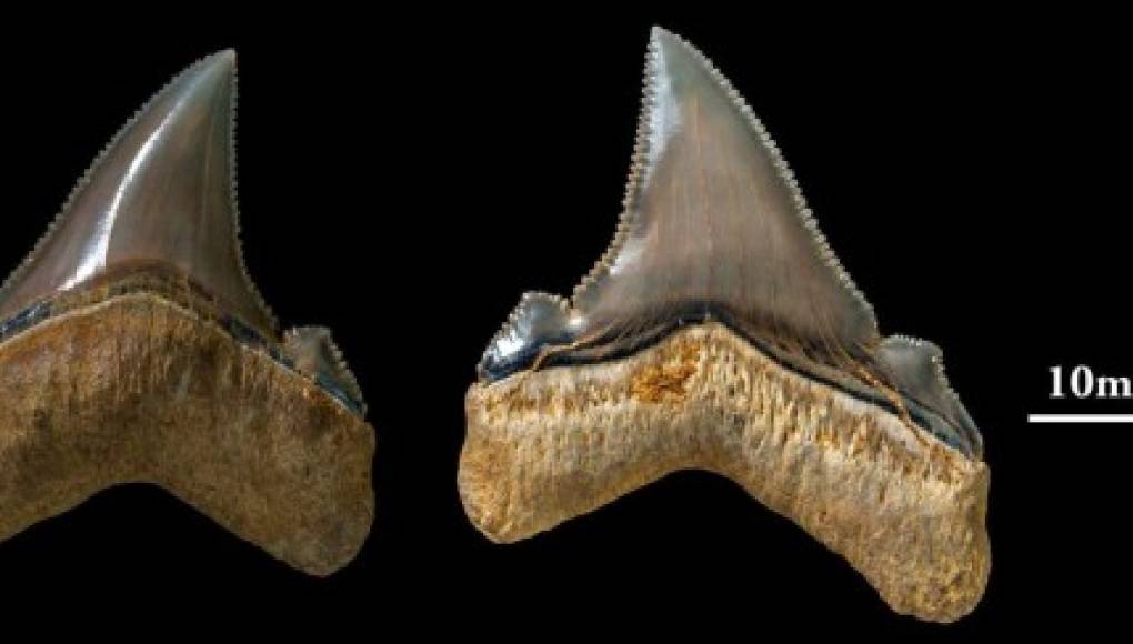 Hallan los dientes de un tiburón prehistórico gigante