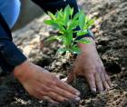 Plantar un árbol es una manera de <b>dar vida y construir futuro</b>. Los árboles son seres vivos que nacen y crecen para brindar beneficios ambientales que permiten el desarrollo de la vida en todas sus formas.