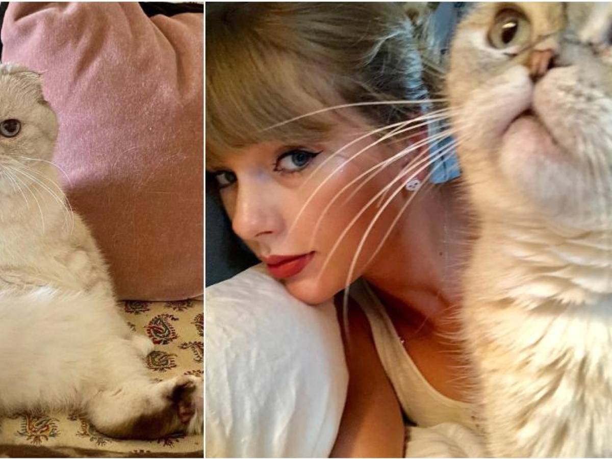 La gata de Taylor Swift está valorada en 97 millones de dólares