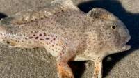 Esta rara especie de peces con manos viven en una pequeña sección de un arrecife de coral en el sudeste de la isla de Tasmania.