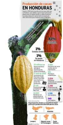 Cacaoteros dicen que la palma africana los ha desplazado