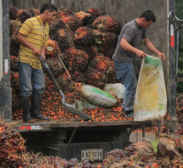 Palma africana, el cultivo más rentable del Valle de Sula