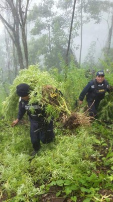 En El Paraíso decomisan 5,000 plantas de marihuana