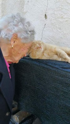 VIDEO: Anciana se reencuentra con su gato que desapareció hace cuatro años