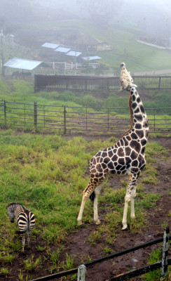 Zoológico Joya grande, un paraíso en crisis por falta de ingresos