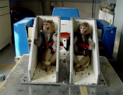 Irán enviará un mono al espacio