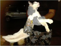 Capturan gato que transportaba armas y teléfono para cárcel