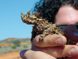 Fotos: Conozca al animal más raro del mundo