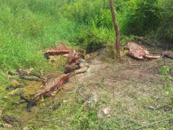 Autoridades sanitarias en alerta por hallazgo de caballos descuartizados en norte de Honduras