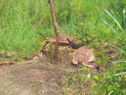 Autoridades sanitarias en alerta por hallazgo de caballos descuartizados en norte de Honduras