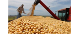 Brasil explora cultivar soya en Honduras