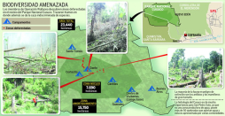 Talan y siembran marihuana en reserva El Cusuco