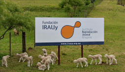Uruguay produce las primeras ovejas fluorescentes
