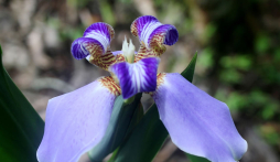 Científicos estudian aves del Parque Nacional Cerro Azul Meámbar