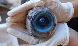 El ojo gigante puede ser de un pez espada