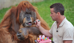 El orangután Major cumple 50 años