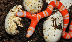 Serpiente de leche de Honduras nace con dos cabezas