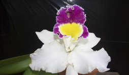 Conozca a don Jorge Rivera, el rey de las orquídeas en Honduras