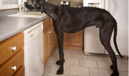 Zeus el perro más alto del mundo