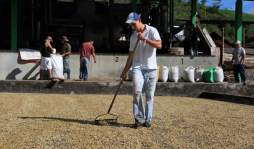 Hay más café que nunca en Honduras, pero faltan cortadores