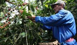 Hay más café que nunca en Honduras, pero faltan cortadores