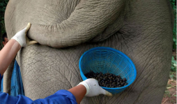 Café de excremento de elefante: el más caro del mundo