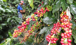 Pérdidas en CA por lluvias mejorarán precio del café