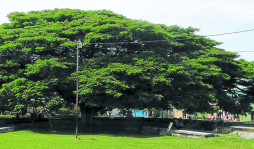 Árbol gigante cumple 84 años