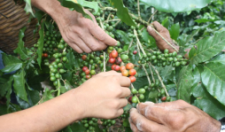 Hondureños se niegan a trabajar en corte de café