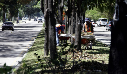 Alcaldía de San Pedro Sula incurre en ilegalidad