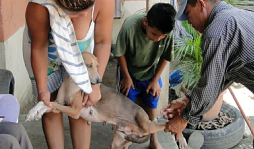 Piden a vecinos vacunar a sus perros para frenar la rabia