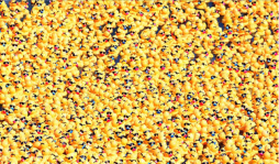 Una carrera de 12.000 patitos de plástico en México