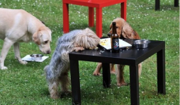 Elaboran cerveza artesanal para perros