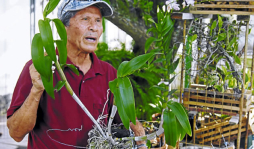 Conozca a don Jorge Rivera, el rey de las orquídeas en Honduras