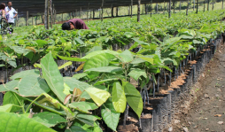 Apoyan con proyectos a campesinos de Villanueva