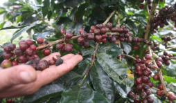 Café sube cosecha a 7 millones de sacos