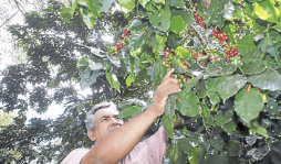 Precio del café podría bajar de 200 dólares