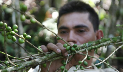 $80 millones se necesitan para renovar parque cafetero en Honduras