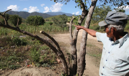 Honduras: Acribillados encuentran a tres amigos en Naco