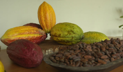 Honduras busca ampliar su producción de cacao
