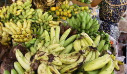 Falta de incentivos frena expansión bananera