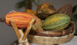 Cacaoteros exportarán 950 toneladas al mundo
