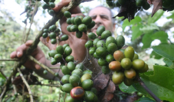 Pequeños cafetaleros sureños mantienen a raya a la roya