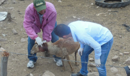 Culpan al 'chupacabras” por muerte de 42 ovejas en Comayagua