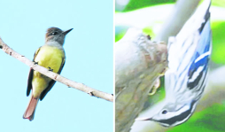 Descubren unas 80 especies de aves en parque El Ocote