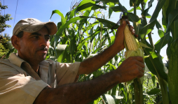 Compras de maíz nacional se mantienen