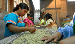 Panamá renovará su parque cafetero