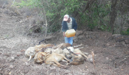 Culpan al 'chupacabras” por muerte de 42 ovejas en Comayagua
